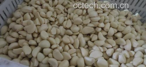 蒜苗干子炒肉丝食材处理图