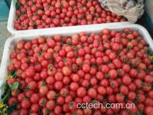 冻了的圣女果用于制作番茄酱