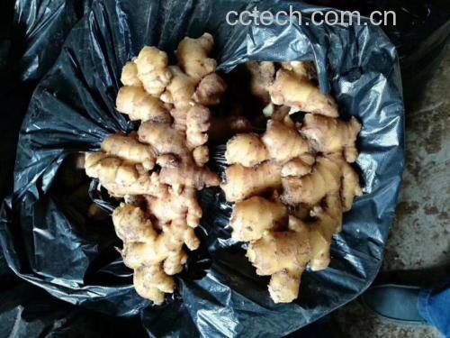 新鲜生姜与切开后的蓝绿色区域特写图