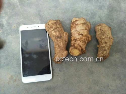 生姜切片与计量勺对比图
