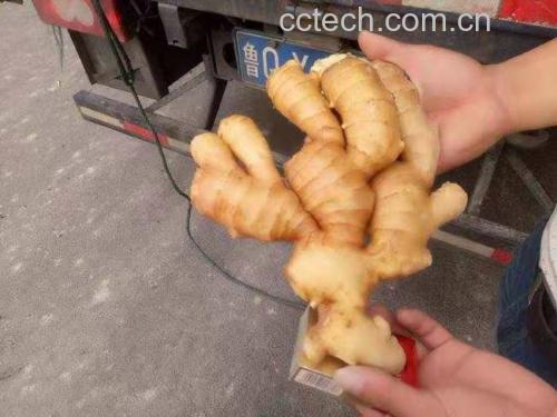 生姜敷手指关节示意图