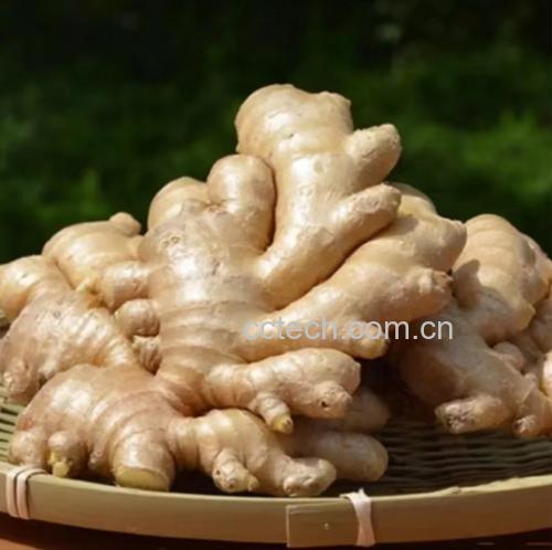 生姜与头发健康关系图解