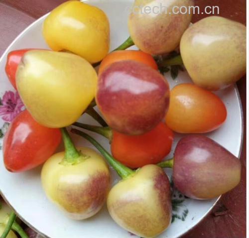 生菜炒辣椒摆盘图