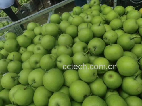梨的品种与大小展示图