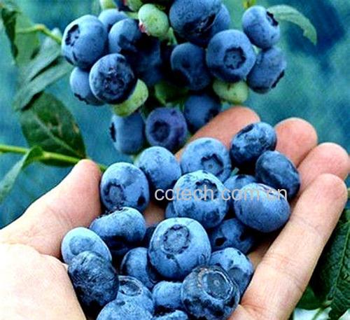 新鲜蓝莓与果霜脱落蓝莓对比图