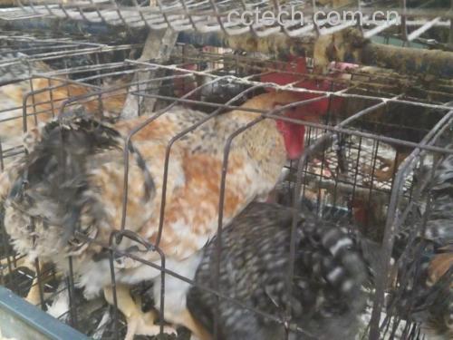 散养鸡与笼养鸡对比图