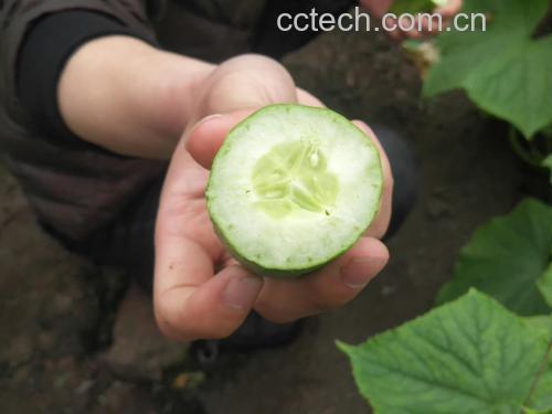 黄瓜果实特写