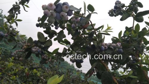 女性手持蓝莓果实,背景为阳光下的蓝莓果园