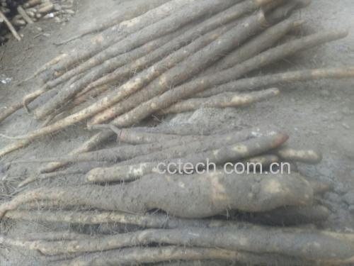 淮山药营养成分图