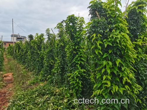山药种植田实景