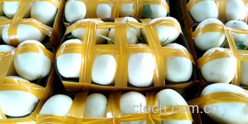 玉菇甜瓜与冷藏环境对比图
