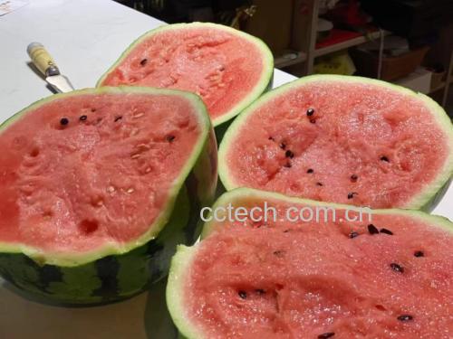 美都无籽麒麟西瓜果盘