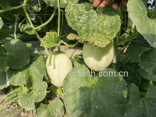 玉菇甜瓜变质前后对比图