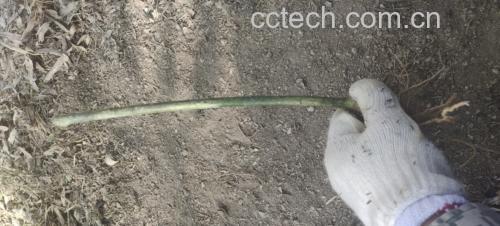 黄精的种植与加工过程