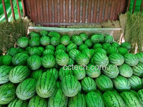 金城5号西瓜在市场销售场景