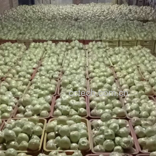 孕妇正在挑选新鲜皇冠梨