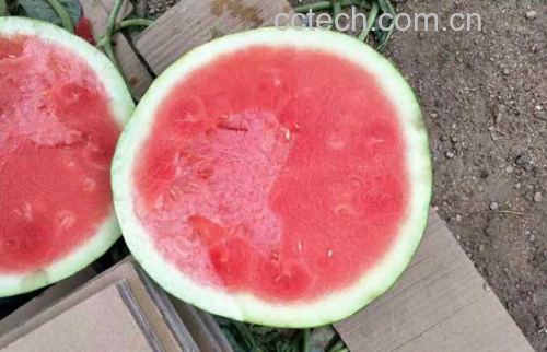 不红的西瓜切片