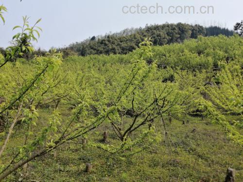 蜂糖李果园种植场景