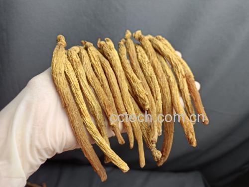红参元运动前后饮用