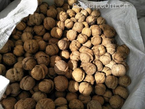 野生薄皮核桃果仁特写