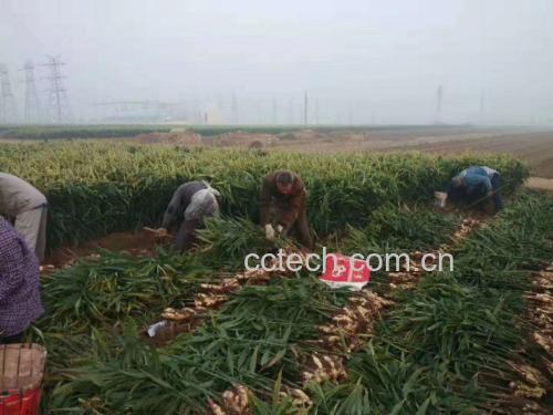 老姜种植田