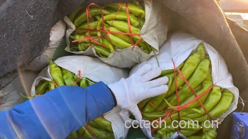 尖椒装罐与密封过程