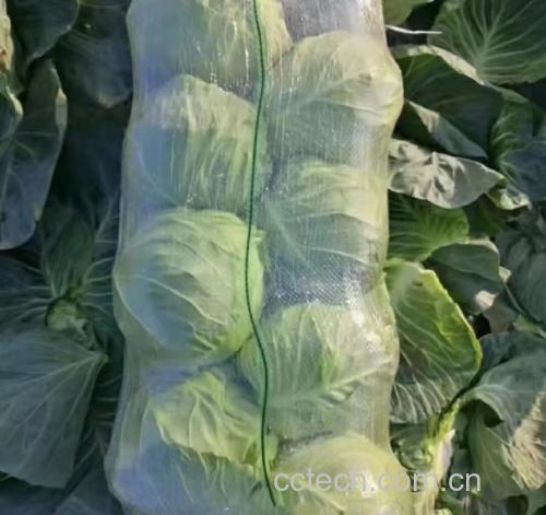圆包菜挑选与储存方法图解