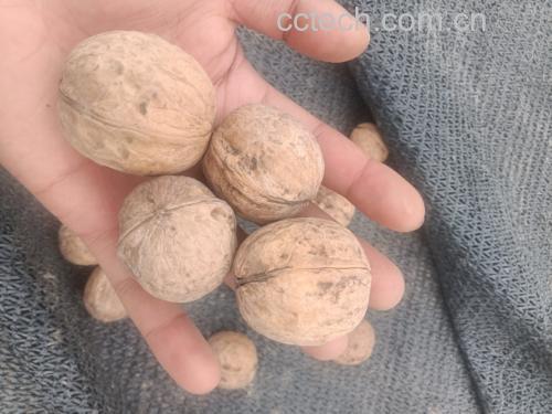 沃柑剥皮与去核操作示意图