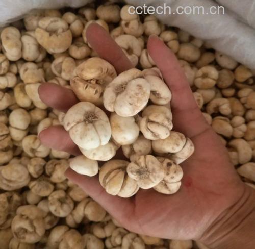 贝母泡水喝能洗肺是真的吗?