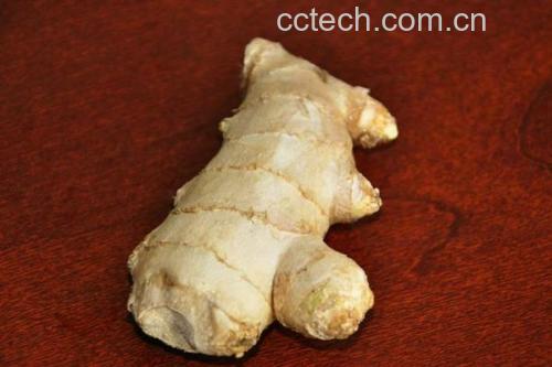 姜母切片与猪肚清洗过程