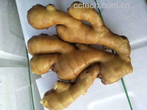 姜母猪肚成品展示