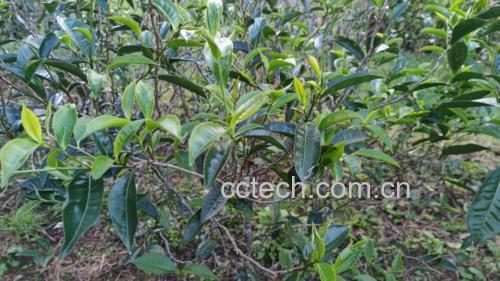 鱼腥草茶成品图
