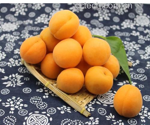 金太阳杏与胭脂杏在果篮中的摆拍图