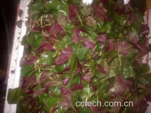 鱼腥草与蛇舌草汤成品展示