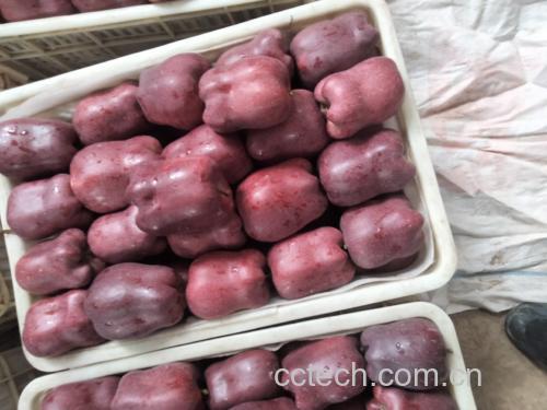花牛苹果剖面图展示果核发黑现象