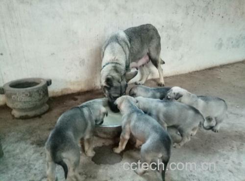博美犬误食青提后可能出现的不适症状