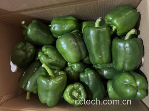 青圆椒拌凉菜成品图