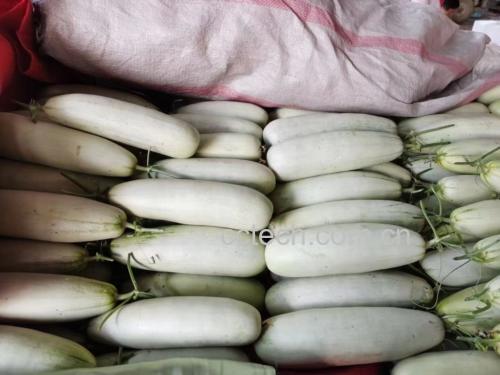 羊角蜜甜瓜挑选对比图