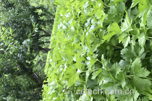 法香与香芹的外观对比图