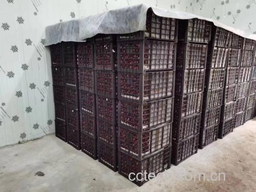 红李子果酱制作全过程