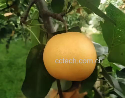 秋月梨果园实景图
