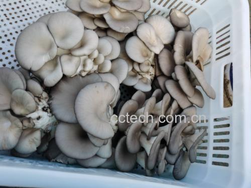 平菇炒鸡蛋成品图