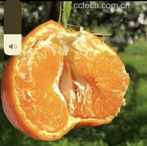 柑橘品种对比图
