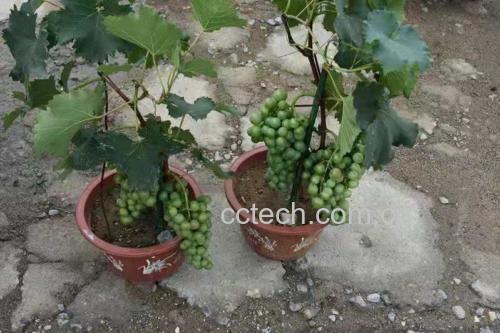 巨峰葡萄种植园实景图