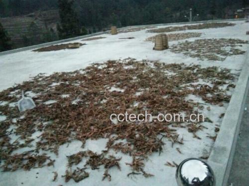 青提清洗与去梗过程图