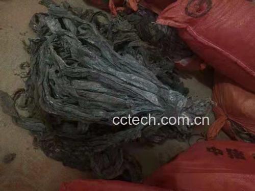 干海带的自然生长状态