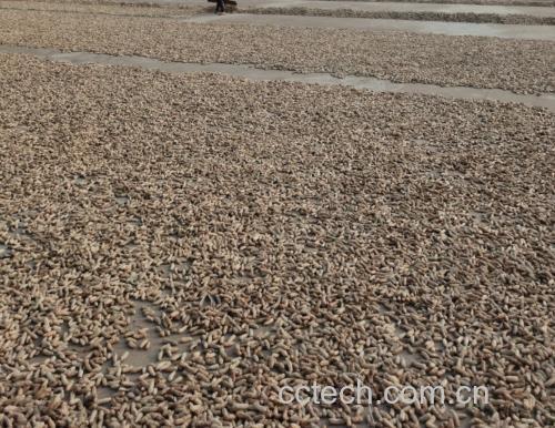 黑玛卡根茎实物图