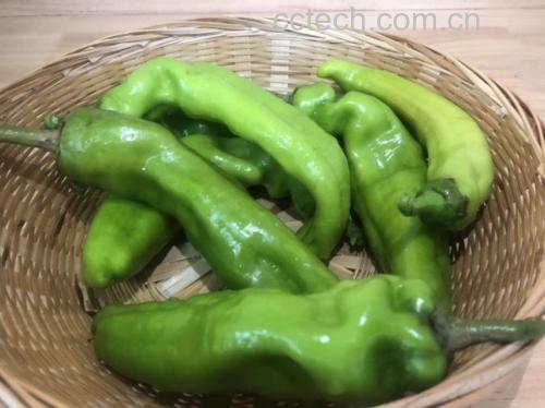 绿色大青芒凉拌菜