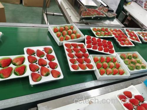红颜草莓盒子蛋糕组装过程图