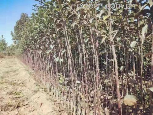美八苹果果园种植实景